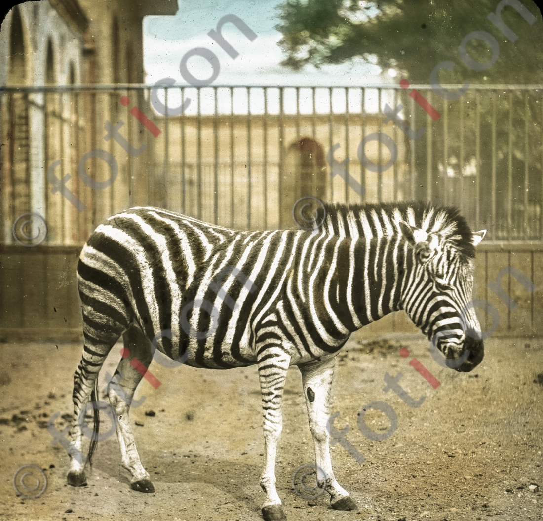 Zebra | Zebra - Foto foticon-simon-167-030.jpg | foticon.de - Bilddatenbank für Motive aus Geschichte und Kultur